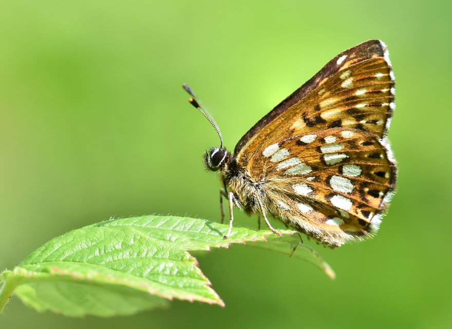 Tagfalter-Hotspot Burglauenen Tagfalter-Hotspot Burglauenen